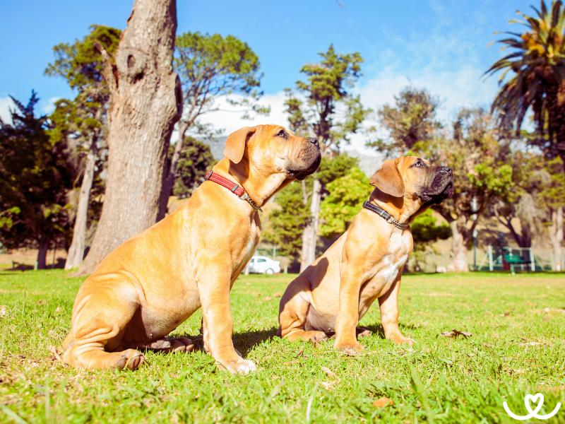 Plemeno-boerboel-bursky-buldok (13)